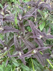 Monarda bradburiana