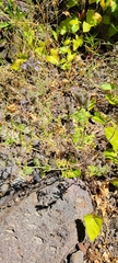 Phacelia floribunda