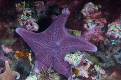 Diplodontias singularis