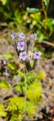 Phacelia floribunda