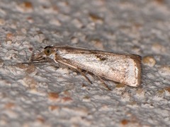 Microcrambus croesus