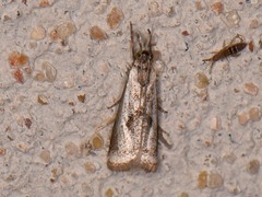 Microcrambus croesus