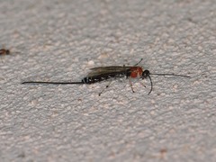 Calliephialtes grapholithae