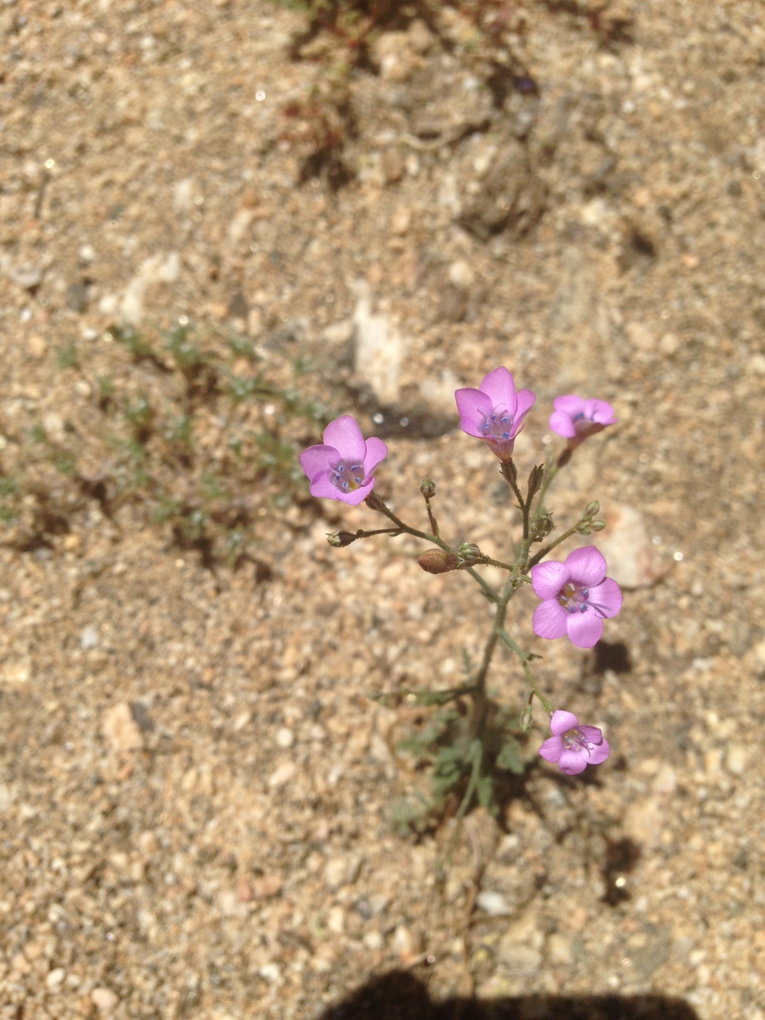 Saltugilia splendens ssp. splendens