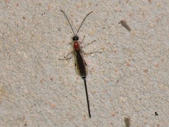 Calliephialtes grapholithae