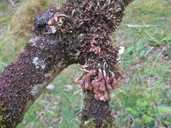 Hypocreopsis rhododendri