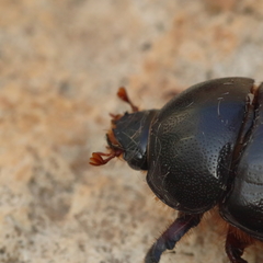 Pentodon algerinus