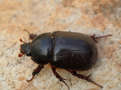 Pentodon algerinus
