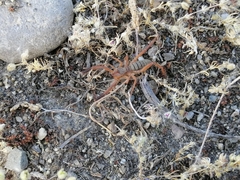 Gluvia dorsalis