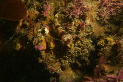 Artedius corallinus