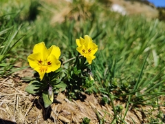 Viola lutea