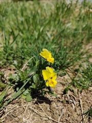 Viola lutea