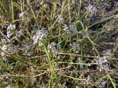 Lobularia maritima