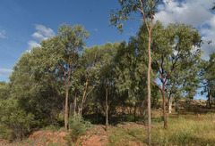 Corymbia pocillum