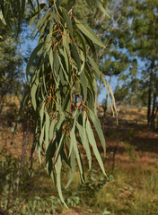 Corymbia pocillum