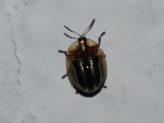 Agroiconota propinqua