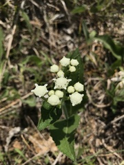 Parthenium hispidum