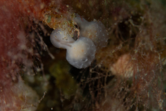 Sycozoa gaimardi