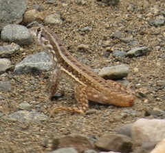 Leiocephalus raviceps