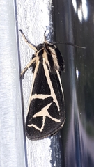 Apantesis figurata