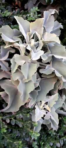 Velvet-leaf