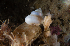Calliostoma nordenskjoldi