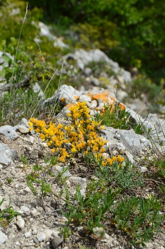 Image of Genista albida by (c) Ирина Хохрякова, some rights reserved (CC BY)