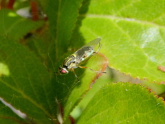 Euparyphus
