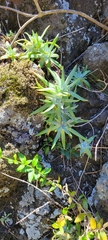 Dudleya virens virens