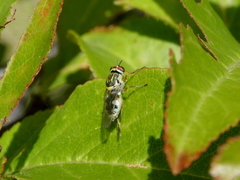 Euparyphus