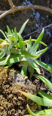 Dudleya virens virens