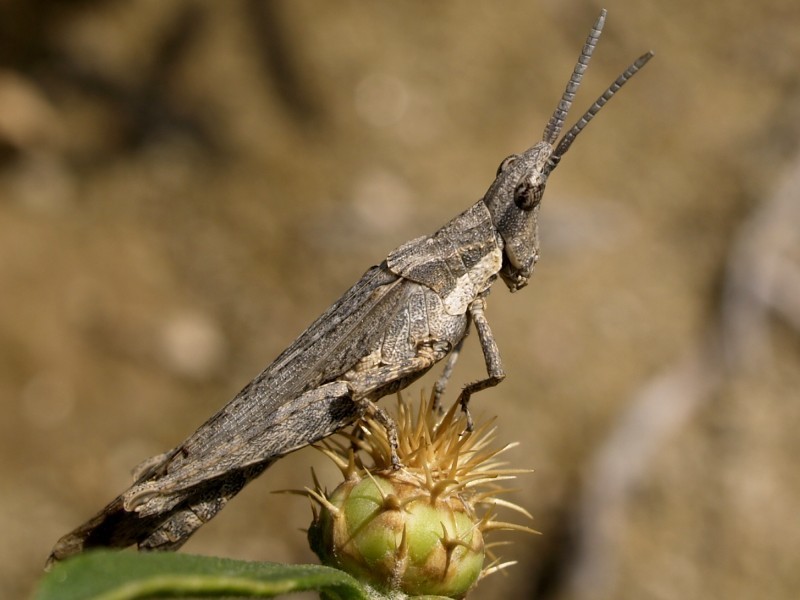 Cone-headed Grasshopper