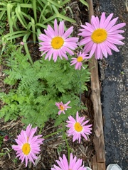 Tanacetum coccineum