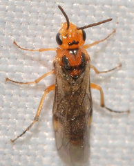 Hoplocampa
