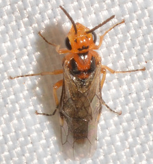 Hoplocampa