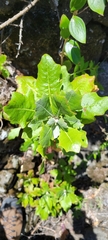 Munzothamnus blairii