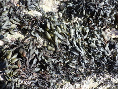 Fucus guiryi