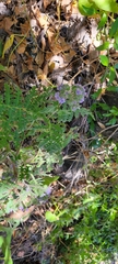 Phacelia floribunda