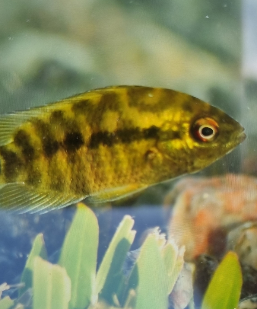 Chameleon Cichlid