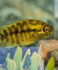 Chameleon Cichlid photo 4