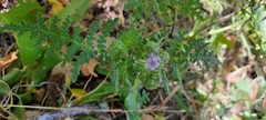 Phacelia floribunda