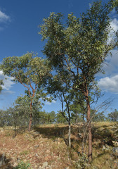 Corymbia pocillum