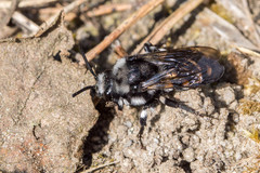 Melecta luctuosa