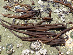 Nemalion elminthoides