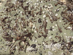 Nemalion elminthoides