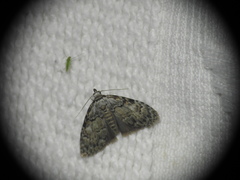 Meganola strigula