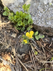 Ranunculus glaberrimus