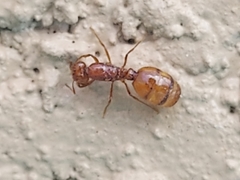 Solenopsis geminata