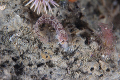 Ribeiroclinus eigenmanni