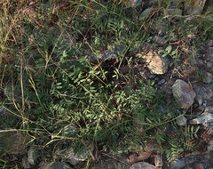 Indigofera pratensis